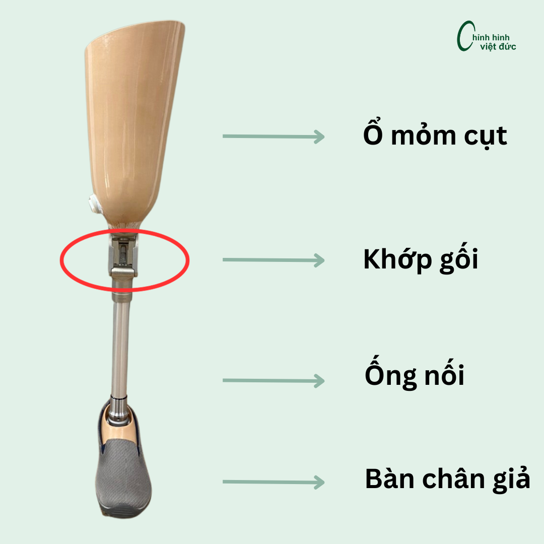 khớp dành cho chân giả tháo khớp gối