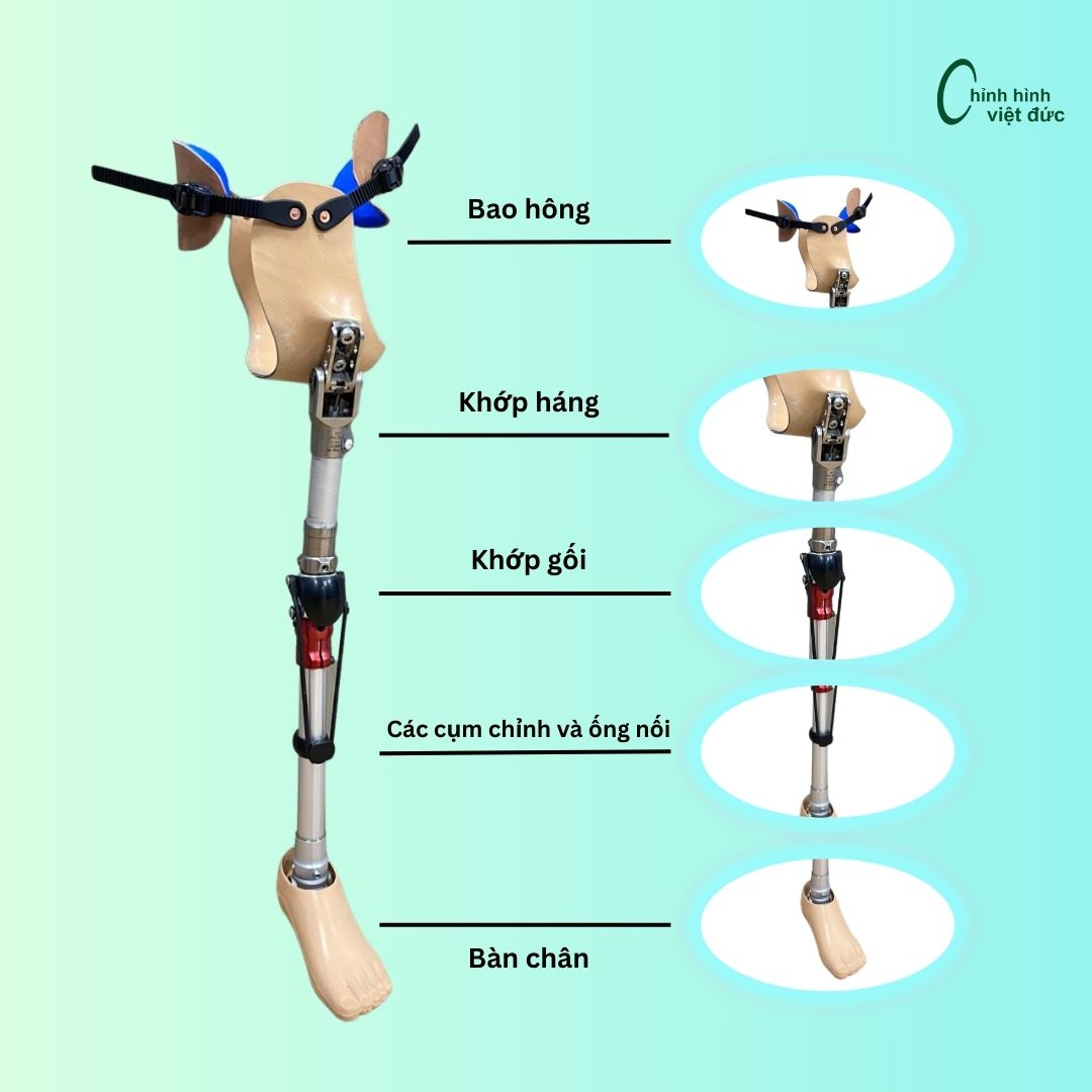 các bộ phận của chân tháo khớp háng